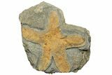 Feathery Starfish Fossil - Kaid Rami, Morocco #252151-1